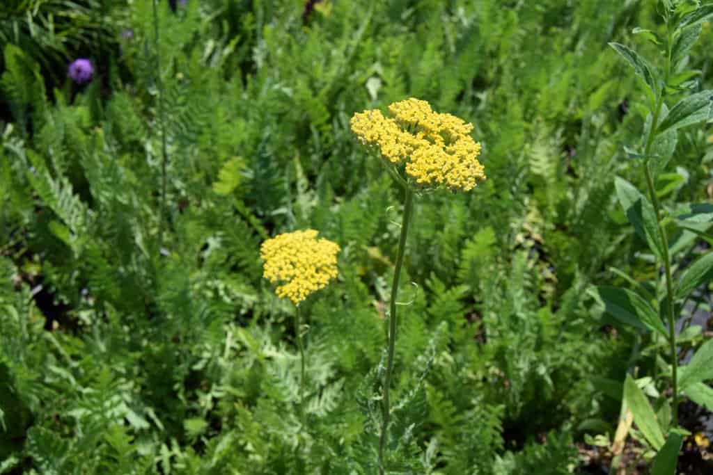 Achillea filipendulina 'Gold Plate' ---